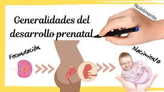 DESARROLLO PRENATAL HUMANO  Generalidades Desde la Fecundación Hasta el Nacimiento [upl. by Nert]