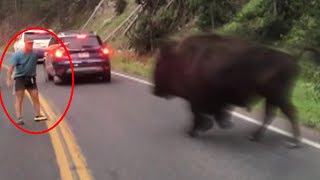 The Most GRUESOME Bison Attack Ever Recorded [upl. by Assilym]