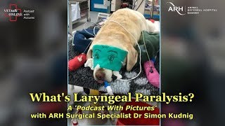 Whats Laryngeal Paralysis Dr Simon Kudnig [upl. by Nostrebor777]