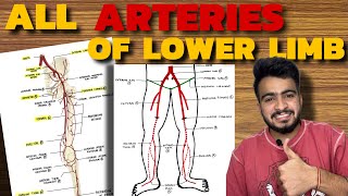 ALL ARTERIES OF LOWER LIMB  Femoral Artery  Popliteal Artery  Dorsalis Pedis Artery [upl. by Nahtonoj]