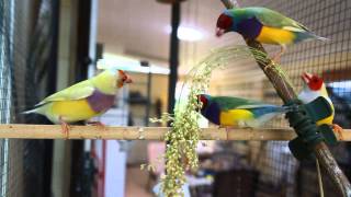 Gouldian Finch Mutations [upl. by Ronoel]