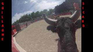 Encierro Cavaillon Manade Gillet 12062016 GoPro [upl. by Vallery]