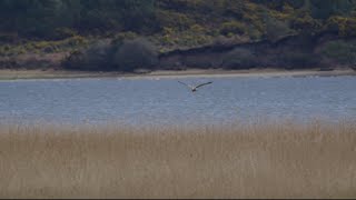 White Tailed Eagle  Poole Harbour  Sony A7s iii  200600mm  2x Teleconverter  4K 120 [upl. by Ennazus]