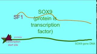 GONADAL GENDER 3 SOX9 AND TESTIS DEVELOPMENT [upl. by Carlson]