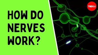 How do nerves work  Elliot Krane [upl. by Sparke]