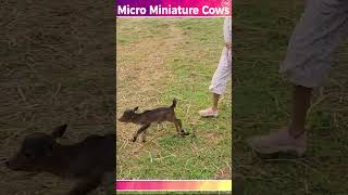 Micro Miniature cows  mini cows  dr krishnam raju created breed  nadipathy goshala [upl. by Efinnej]