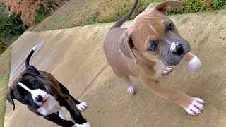 PITBULL BOXER MIX PUPPIES [upl. by Andriette]