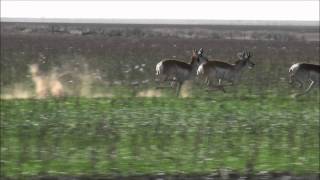 Pronghorn Antelopes Running at Full Speed [upl. by Iuqcaj]