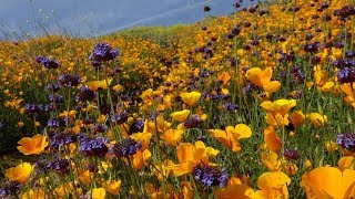 The Best of Californias Wildflower Bloom 2019 [upl. by Hermes]