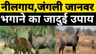 नीलगाय को भगाने का सबसे सस्ता व सरल उपाय  Nilgai Bhaagne Ka Desi Jugad नीलगाय को भगाने का आसन उपाय [upl. by Nylhsoj544]