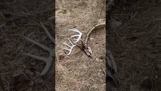 BIG BUCK found deadsad day buddy passed on him in November [upl. by Berglund871]