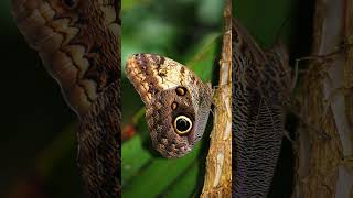 Giant Owl Butterfly Caligo memnon  Observed in Description [upl. by Samanthia]