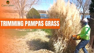 Trimming Pampas Grass  Pruning Ornamental Grass  Care Green [upl. by Manuel]