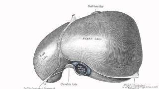 Peritoneal Cavity  Part 2  Ligaments of the Liver  Anatomy Tutorial [upl. by Alejandrina]