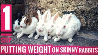 Weak Rabbits Help Your Rabbit To Gain Weight  Putting Weight On Skinny Rabbits  All About Pets [upl. by Dadinirt]