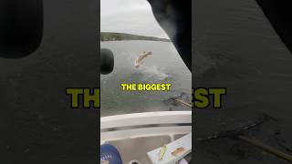 THIS GIANT FISH almost got away😱😱😱 fishing shorts outdoors [upl. by Beebe]