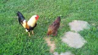 Rooster feeding his hen blueberries [upl. by Lisle567]