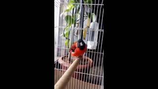 ما شاء الله لن تصدق جمال صوت تغريد السيسكن الاحمر  Unbelievable Amazing Red siskin song [upl. by Gignac]