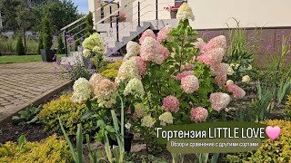 Гортензия LITTLE LOVE Обзор и сравнение с Summer love Little apple BJ PANdalus Panflora [upl. by Jarita593]