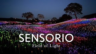 Sensorio Field of Light [upl. by Gervais]