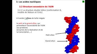 III 2 Structure secondaire de lADN [upl. by Llertnac]