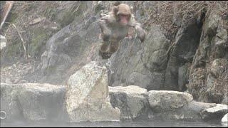 Japanese Snow Monkeys at Hot Springs [upl. by Oniotna]