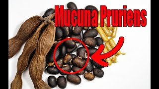 Unlocking the Power of Mucuna Pruriens [upl. by Latsirc]