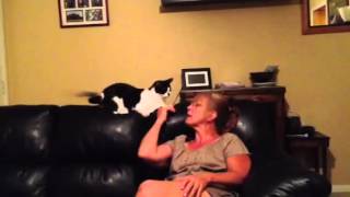 Cat attacks mom [upl. by Vonny]