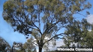 Gold Found Growing in Eucalyptus Trees [upl. by Zweig]