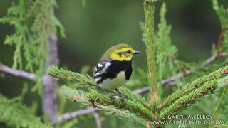 Blackthroated Green Warbler in Maine [upl. by Krasner184]