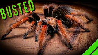 Fact or Fiction Exploring the Most Controversial Tarantula Myths Exposed [upl. by Nanaek]