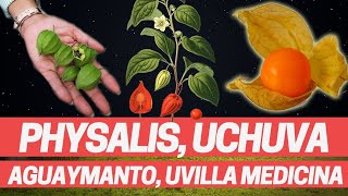 PHYSALIS AGUAYMANTO UCHUVA UVILLA FRUTA Y PLANTA MEDICINAL sim alquequenje Physalis peruviana [upl. by Ahsiea]