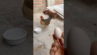 Gallina pone huevos pequeños shortvideo aves pollos gallinas crianza viral shots [upl. by Agata191]