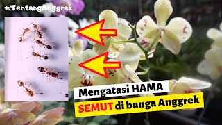 CARA Mengatasi hama Semut Pada Bunga Anggrek  Perawatan Bunga Anggrek AGAR LEKAS BERBUNGA LEBAT [upl. by Nhguavahs]