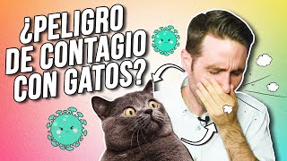 ¿Podemos CONTAGIARNOS de ENFERMEDADES de GATOS ¿Y al revés Toxoplasmosis gripe diarrea VIF y [upl. by Ronald]