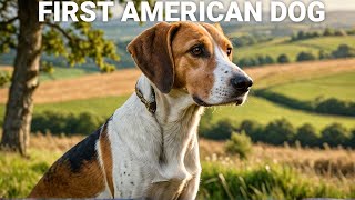 The Foxhound Americas First Dog [upl. by Boarer673]