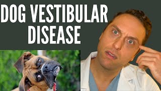 Veterinarian Explains  Vestibular Disease [upl. by Okuy]