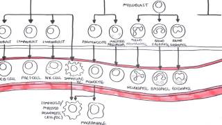 Haematopoesis and Myeloproliferative Disorder  Overview [upl. by Mehalek566]