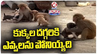 Monkey Taking Care Of Puppy Dogs At Anjaneya Swamy Temple  Medak  V6 Weekend Teenmaar [upl. by Joe]