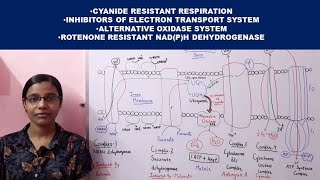 Cyanide Resistant Respiration  Inhibitors of Electron Transport Chain  Alternative oxidase [upl. by Leugar]