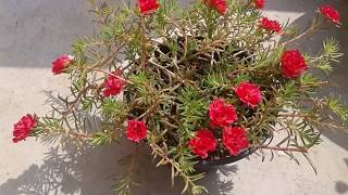 How to grow Table RoseMoss RosePortulaca Grandiflora [upl. by Ahsinyar]