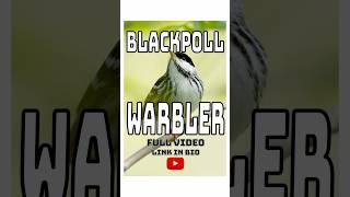 Blackpoll Warbler Photography wildlifephotography birdphotography birds wildlife [upl. by Noeled]