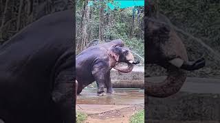 നാടിനെ വിറപ്പിച്ച പീലാണ്ടി ചന്ദ്രു  Dangerous Wild Elephant  shorts [upl. by Elish]