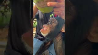 Chimpanzee drinking coconut water 🥥💦 [upl. by Gauldin567]