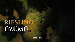 ŞARAP ÖĞRENME  Riesling Üzümü [upl. by Lenod]