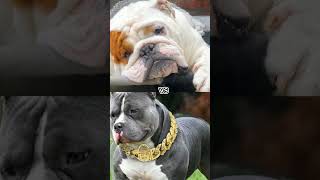 bull dog vs pitbull shipping turtledogo argentino rottweiler shorts [upl. by Nassir]