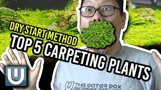 Best Aquarium Carpet Plants for The Dry Start Method [upl. by Sedecram]