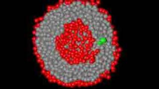 DPD simulations of liposome formation [upl. by Shlomo]