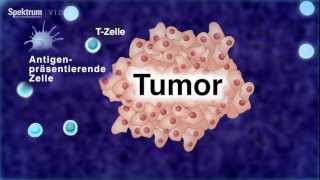 Mit Immunzellen gegen Krebs [upl. by Schiff605]