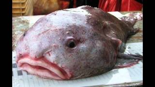 Amys Animal Facts Blobfish [upl. by Ydne]